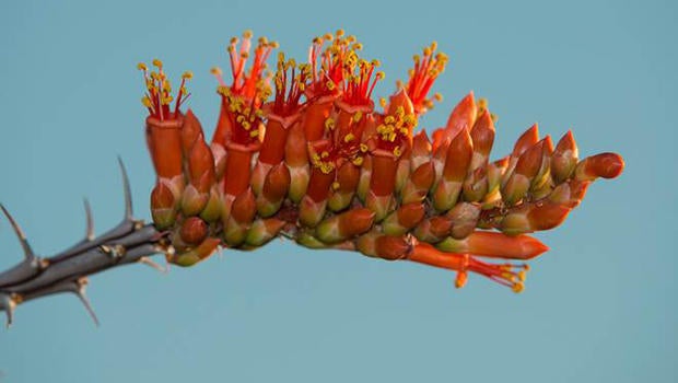 hummingbirds-long-and-tubular-ocotillo-flowers-verne-lehmberg-620.jpg