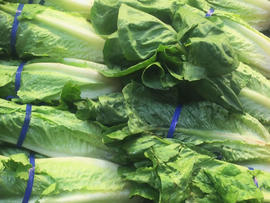 romaine-lettuce.jpg 