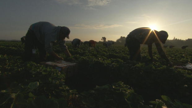 ctm-0424-strawberry-farmers.jpg