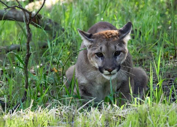 Orphaned Mountain Lion Cubs Rescued In OC Part Of New NorCal Habitat 