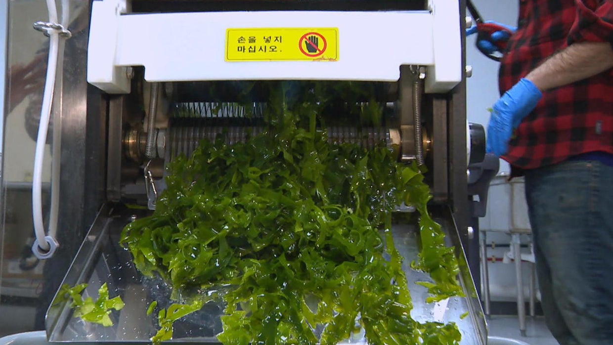 Seaweed farming and its surprising benefits CBS News