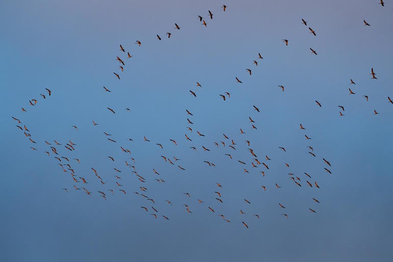 Cranes