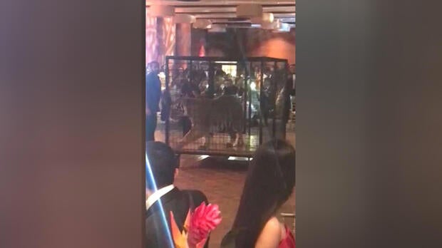 tiger-caged-fb.jpg