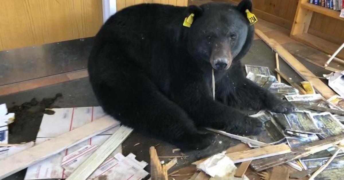 Bear breaks into Colorado post office, photo goes viral CBS News