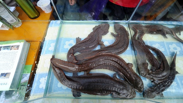 CHINA-ENVIRONMENT-ANIMAL-LIFESTYLE-SOCIAL 