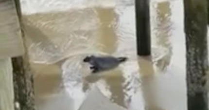 Crews Rescue Abandoned Seal Pup So Young Its Umbilical Cord Was Still Attached Cbs News