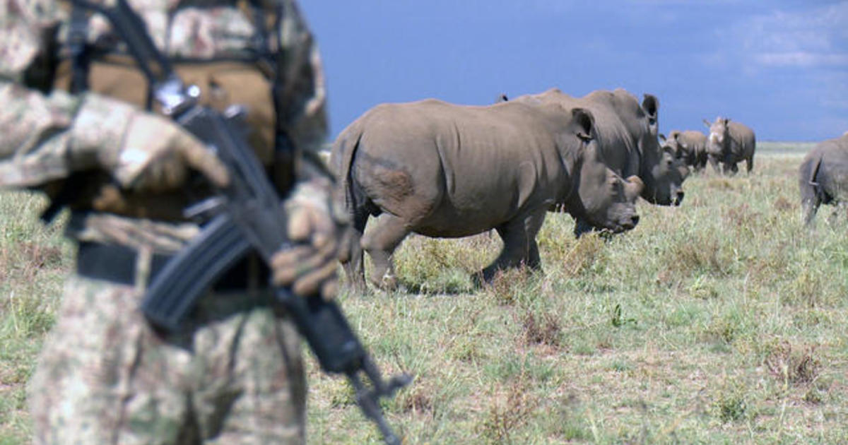 The rhino crisis - CBS News