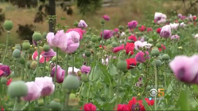 opium-poppies-found-in-monterey-county.jpg 