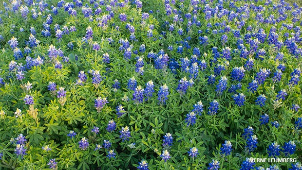 bluebonnets-verne-lehmberg-620.jpg