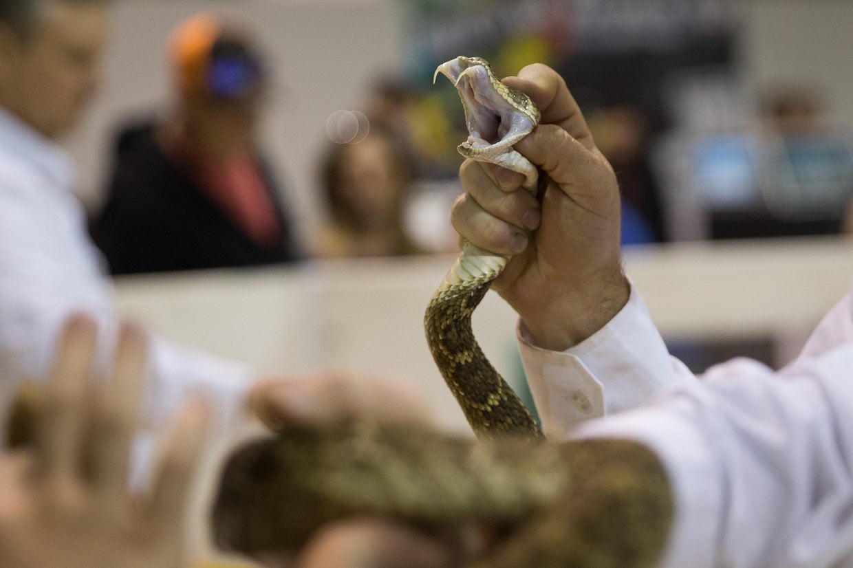 Insane snake attacks (WARNING GRAPHIC IMAGES)