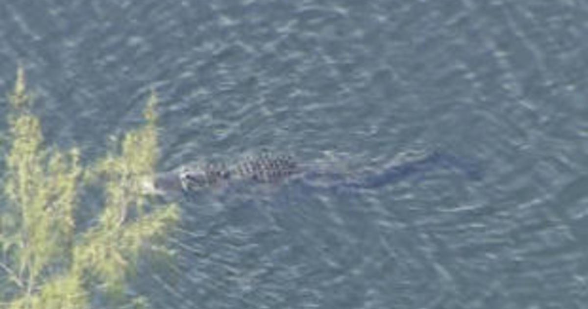 Woman missing after reported alligator attack in Florida  CBS News