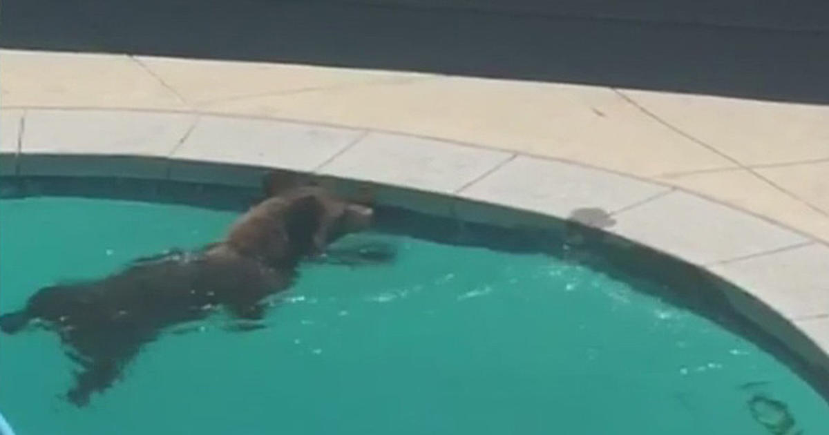 Caught On Video Bear Takes A Dip In Pasadena Pool Cbs Los Angeles
