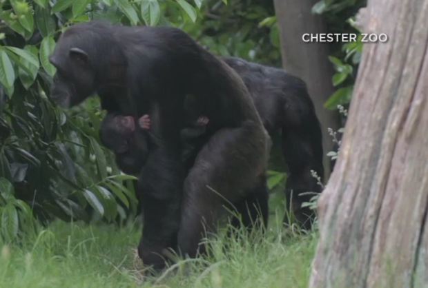 endangered chimpanzee born 