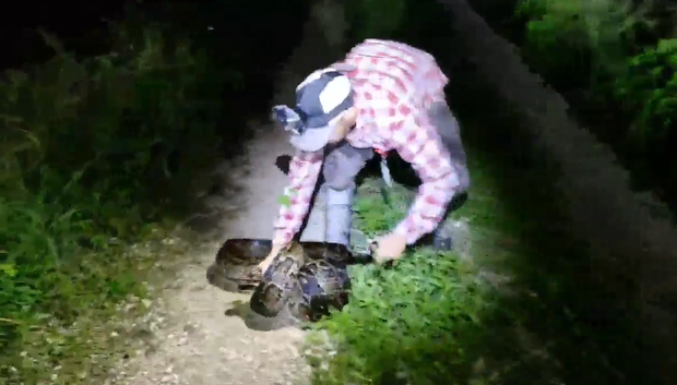180619-facebook-python-gator.png