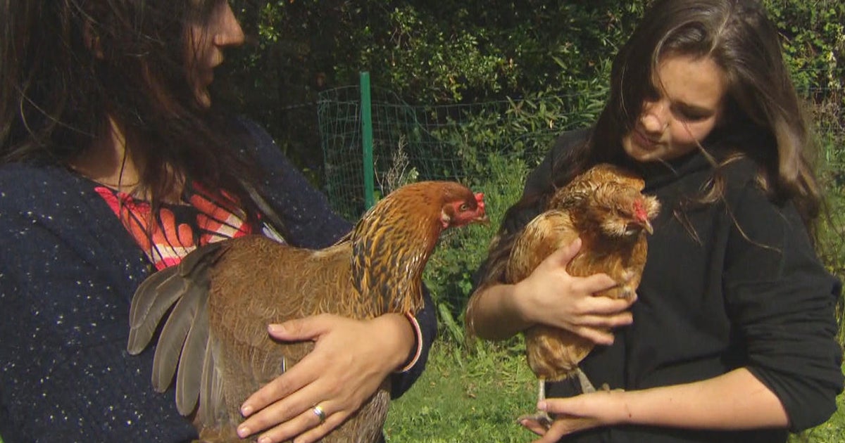 Feds Backyard Chickens Sicken People In 44 States Cbs News