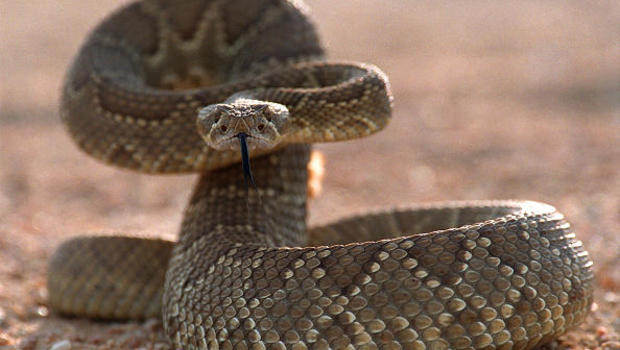 Image result for rattlesnake