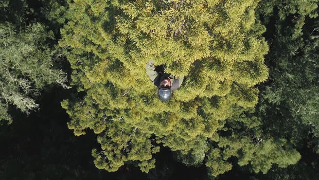 redwoods-plucking-cones-from-canopy-620.jpg