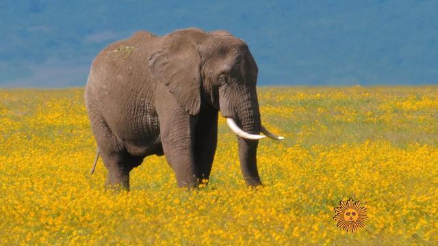 African Elephants Are Evolving To Without Tusks Because Of Poaching For Ivory Cbs News