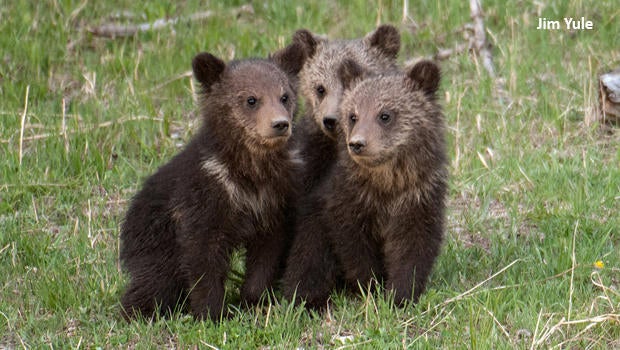 bear-cubs-2007-raspberry-in-the-middle-jim-yule-620.jpg