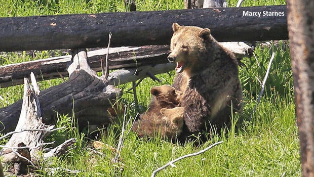grizzly-bears-raspberry-nursing-marcy-starnes-620.jpg