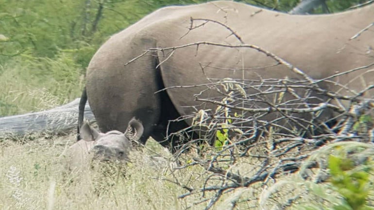 0722-motw-rhino-2.jpg