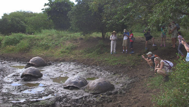 galapagos-islands-tourists-with-turtles-620.jpg 