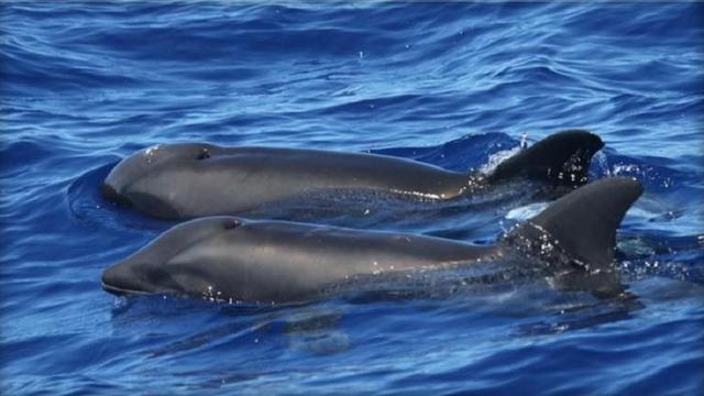 hybird-whale-dolphin.jpg 