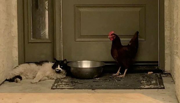 Cat and chicken friendship 