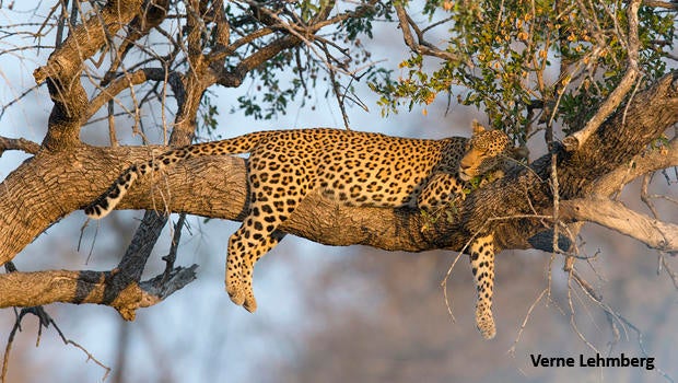leopard-sleeping-in-tree-verne-lehmberg-620.jpg