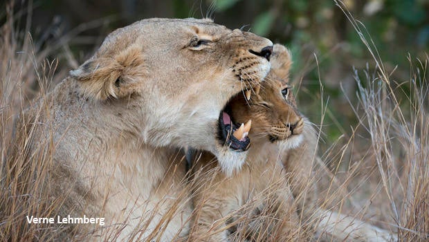 lioness-snarling-with-cub-verne-lehmberg-620.jpg