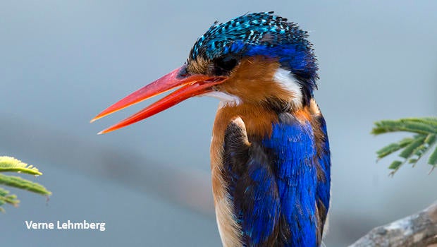 malachite-kingfisher-verne-lehmberg-620.jpg