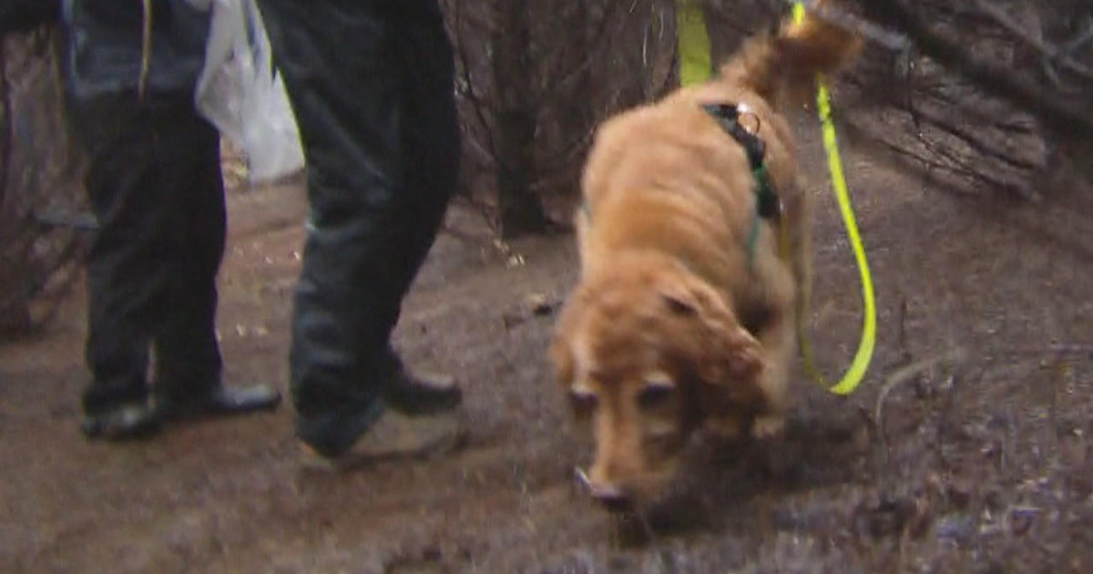 On the hunt with trufflesniffing dogs CBS News