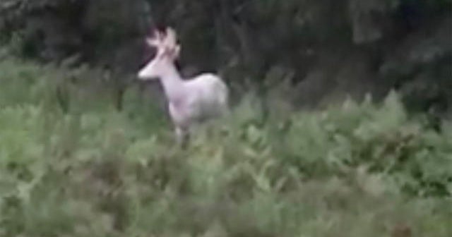 Deer sex wisconsin remarkable, very Commit deer sex wisconsin