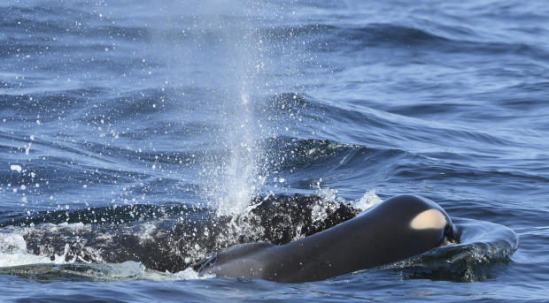 A baby orca whale is seen being pushed by her mother July 24, 2018, after being born off the Canadian coast near Victoria, British Columbia, in this photo provided by the Center for Whale Research. 