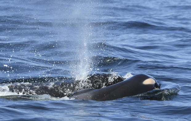 A baby orca whale is seen being pushed by her mother July 24, 2018, after being born off the Canadian coast near Victoria, British Columbia, in this photo provided by the Center for Whale Research. 
