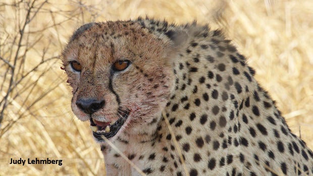 cheetah-with-blood-kruger-national-park-judy-lehmberg-620.jpg