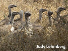 vultures-waiting-kruger-national-park-judy-lehmberg-244.jpg