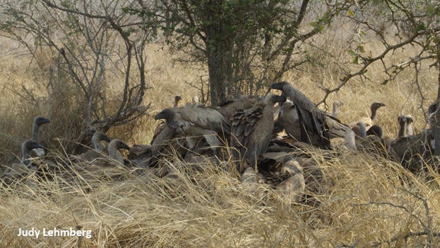 vulture-scrum-kruger-national-park-judy-lehmberg-620.jpg