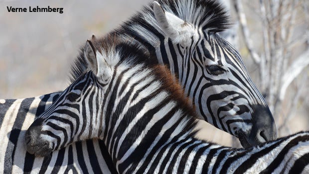 zebra-mom-and-colt-kruger-national-park-verne-lehmberg-620.jpg
