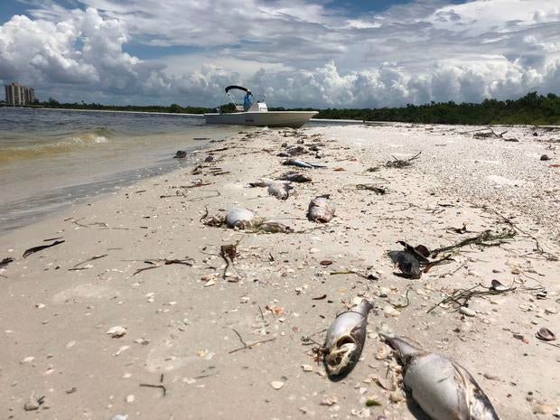 US-ENVIRONMENT-ANIMAL-OCEANS