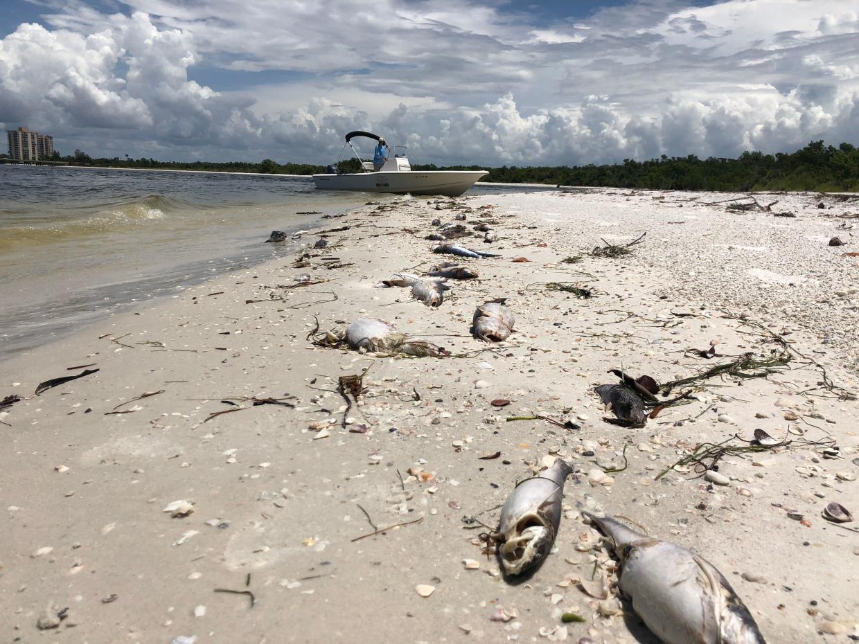 Scientists testing new solution to fight Florida's toxic red tide CBS
