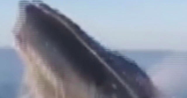 Fisherman captures video of whale jumping out of ocean next to boat