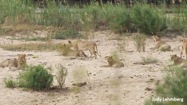 judy-lehmberg-sabie-river-lions-620.jpg