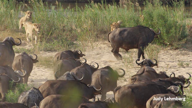 judy-lehmberg-sabie-river-lions-and-buffalo-really-surprised-620.jpg