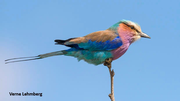 roller-lilac-breasted-verne-lehmberg-620.jpg