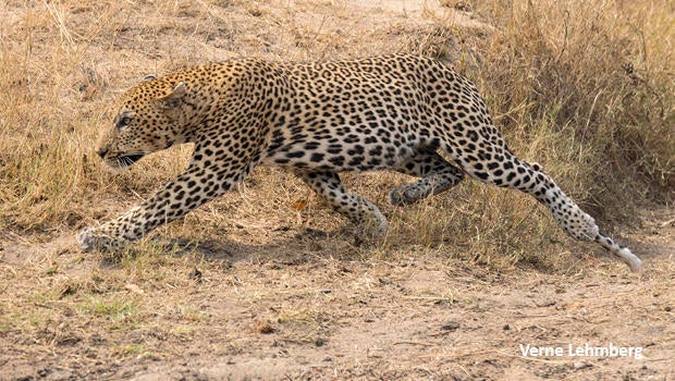 leopard-after-leaping-4-feet-off-ground-as-elephant-approaches-verne-lehmberg-620-7272.jpg