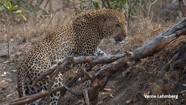 second-leopard-turning-on-river-bank-verne-lehmberg-620-8338.jpg