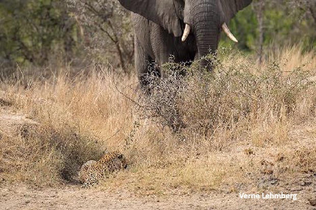 elephant-surprises-leopard-verne-lehmberg-620.jpg