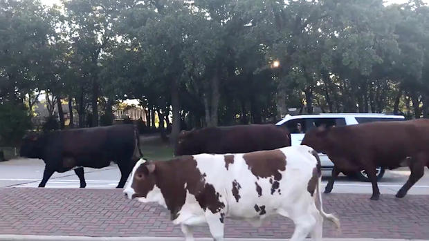 Cows in Southlake 1 