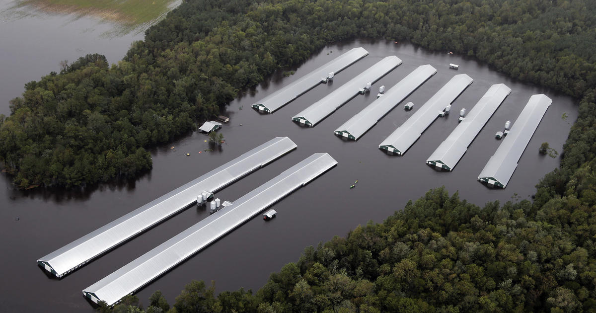 Florence Drowns 17 Million Chickens As Farms Flooded Cbs News